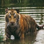 Descubre cómo hacer tu propio bálsamo de tigre para aliviar dolores musculares