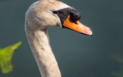 ¿Qué es el Nordic Swan Ecolabel y por qué deberías buscarlo en tus productos de limpieza?