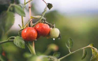 Los beneficios de la certificación orgánica de Soil Association para la producción sostenible de cosméticos y alimentos
