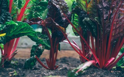 Protegiendo los bosques y la biodiversidad: el compromiso de Rainforest Alliance en la producción de ingredientes