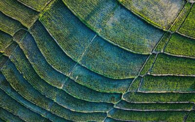 UTZ Certified: garantía de prácticas responsables en el abastecimiento de cacao y café para la industria alimentaria y cosmética