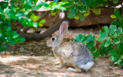 Leaping Bunny: El estándar dorado para productos libres de crueldad en la industria cosmética