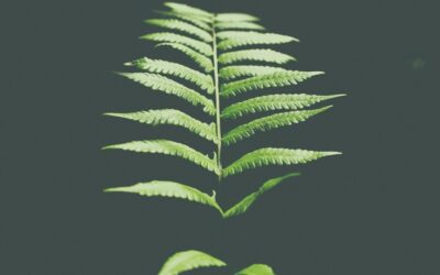 Guía definitiva de certificaciones en moda sostenible: ¡Conviértete en un experto!