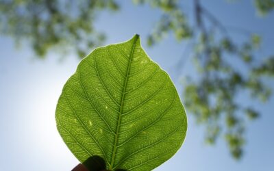 Conoce los mejores sellos ecológicos para hoteles y alojamientos en América Latina