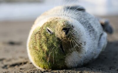 El camino hacia la sostenibilidad: Certificaciones ecológicas para marcas de cosmética natural en Latinoamérica