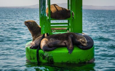 Descubre cuál es el sello eco ideal para tus terapias holísticas y productos de bienestar