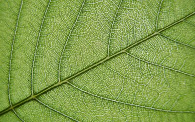 Sostenibilidad en acción: certificación ambiental para eventos en LATAM