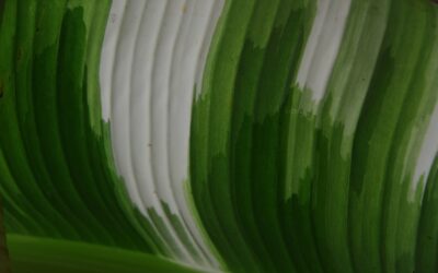 Certificaciones verdes: el camino hacia la internacionalización sostenible de tu empresa