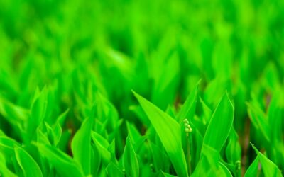 Empresas sostenibles: ¿quiénes lideran el ranking de negocios verdes?