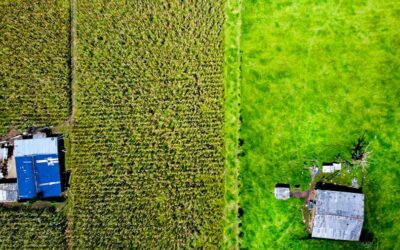 El debate de la belleza: ¿Cosmética ecológica o cosmética convencional?