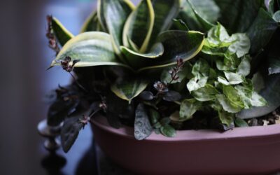 Cómo elegir objetos decorativos que realcen tu espacio