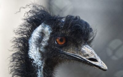 Descubre cómo el diseño de autor puede transformar tus creaciones en obras únicas